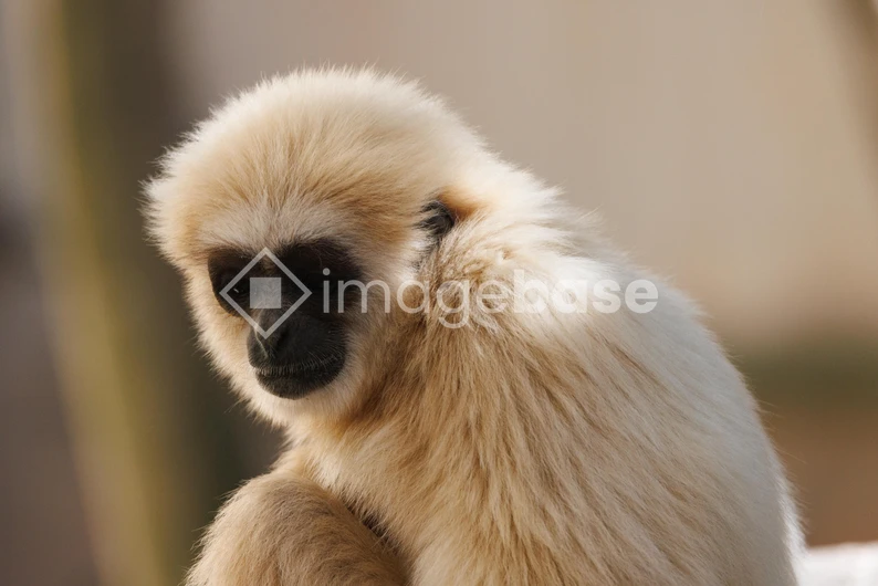 Contemplative Gibbon
