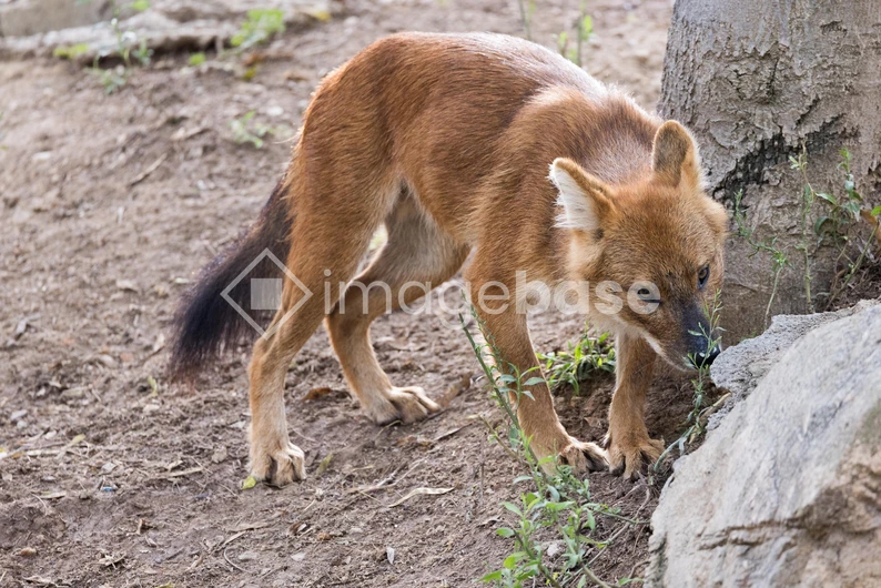 Wild Dhole in Natural Habitat