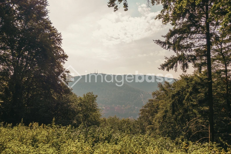 Mountain View through Forest