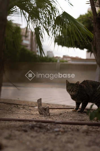 Cat in a Garden