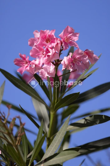 Blooming Pink Oleander