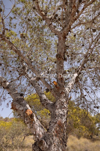 Sunlit Pine Tree