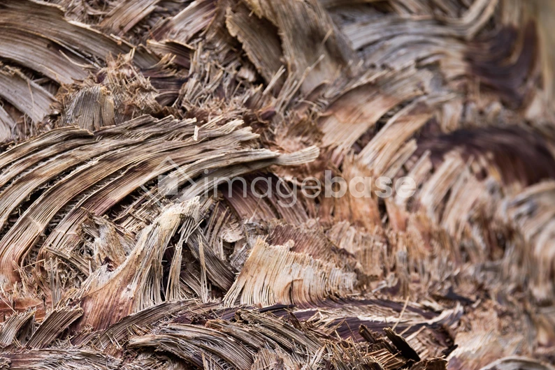 Natural Bark Texture