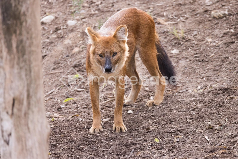Wild Canine in Natural Habitat
