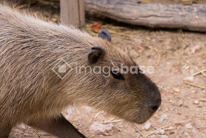 Capybara in the Wild