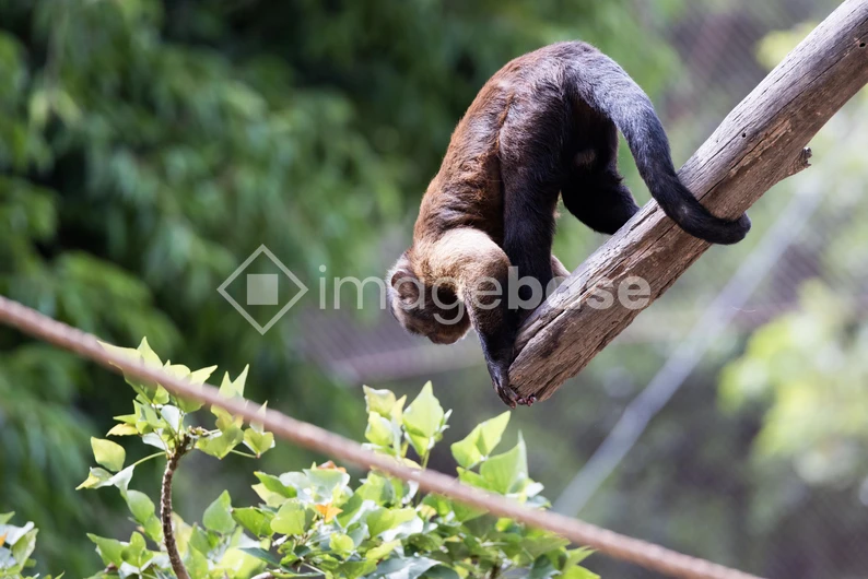 Monkey in Nature