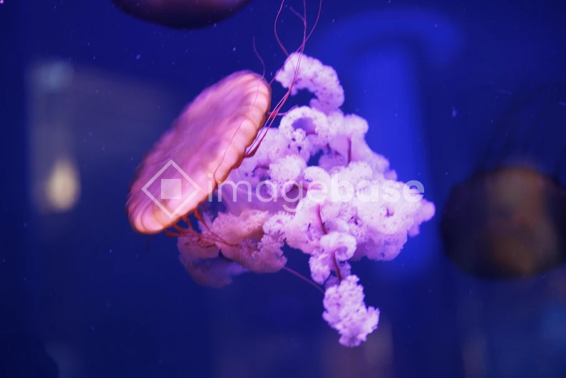 Jellyfish in Aquarium