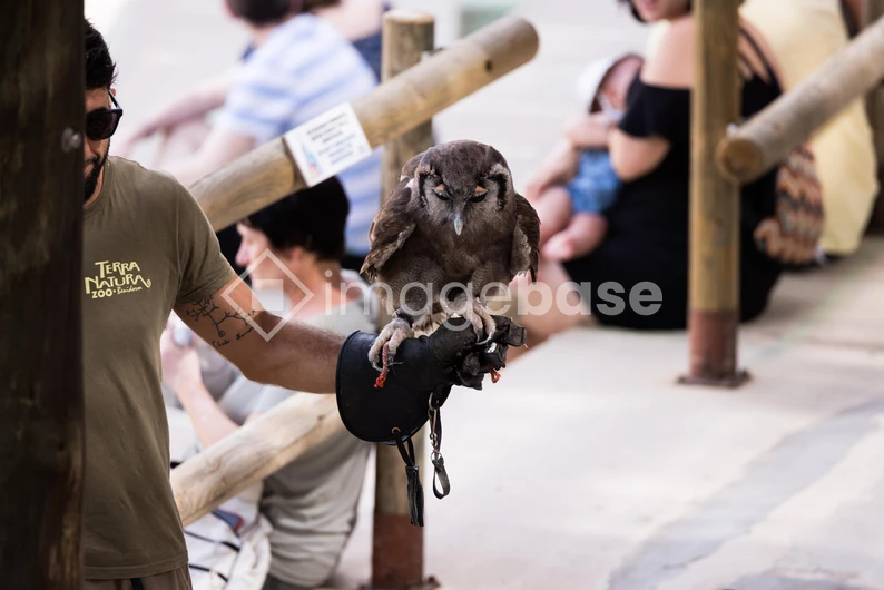 Owl Display at Zoo