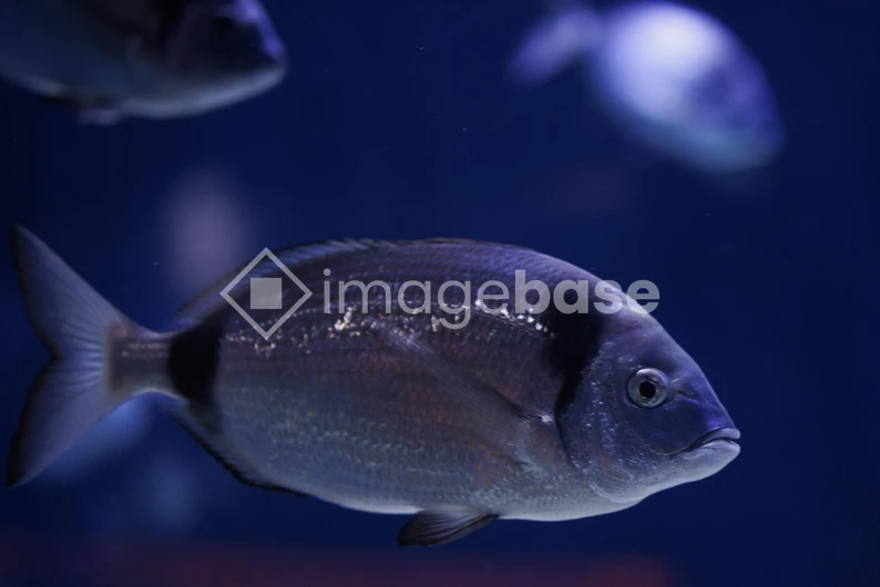 Underwater Fish View