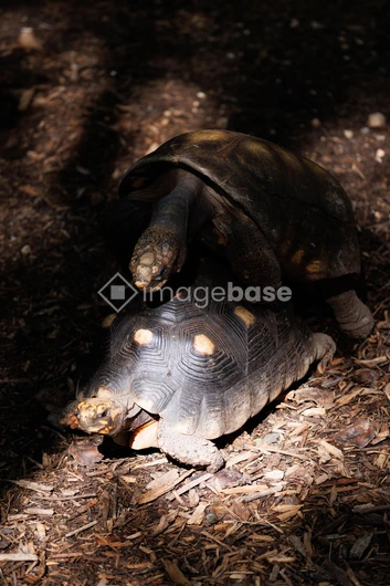 Tortoises in Natural Habitat