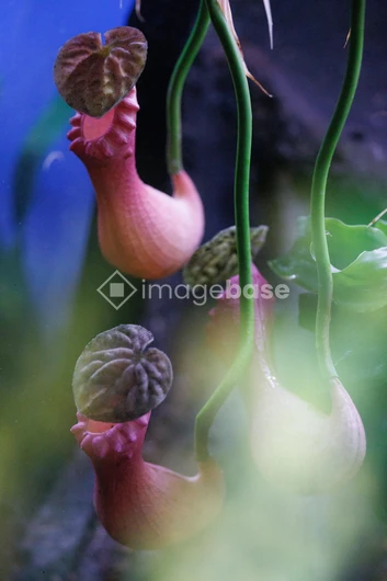 Unique Flowers Against a Soft Focus Background