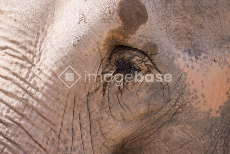 Close-Up of Elephant Skin