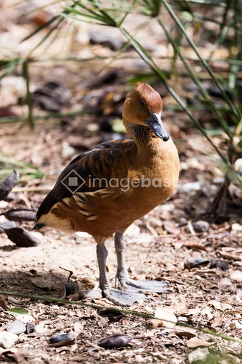Duck in Natural Habitat