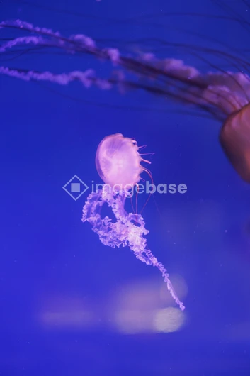 Graceful Jellyfish