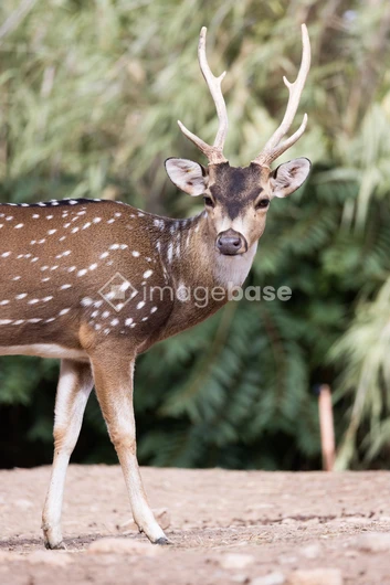 Spotted Deer in Natural Habitat