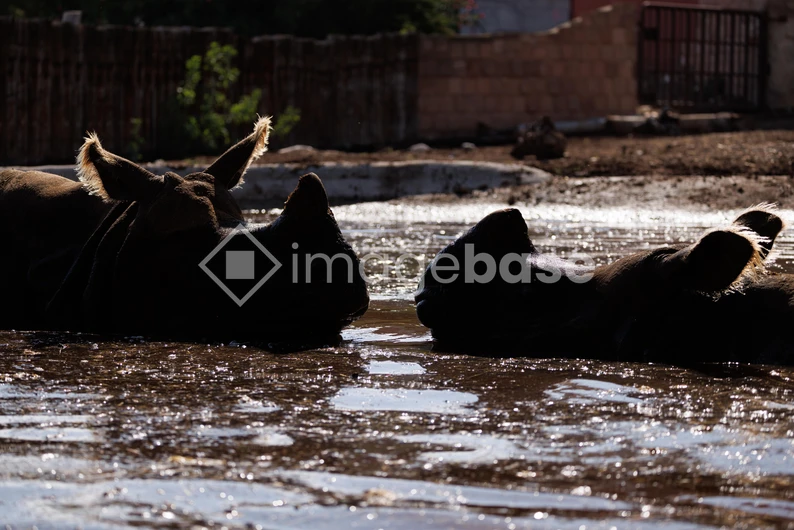 Silhouette of Rhinos in Muddy Waters