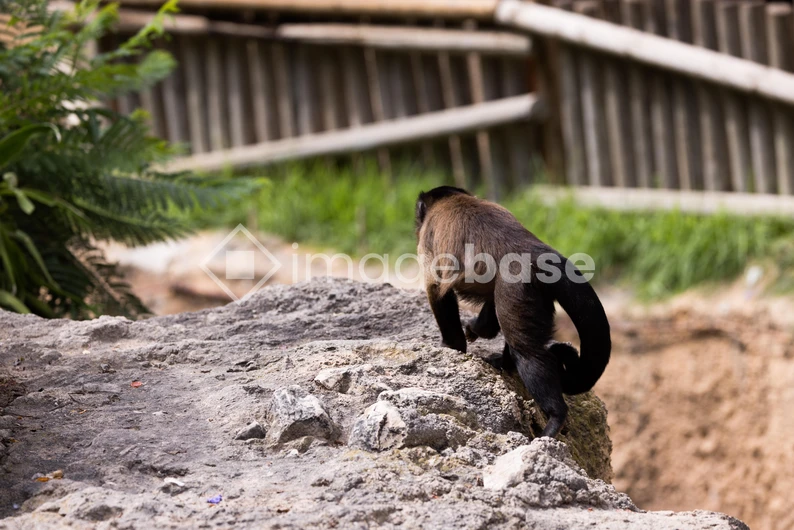 Monkey on Rock Path
