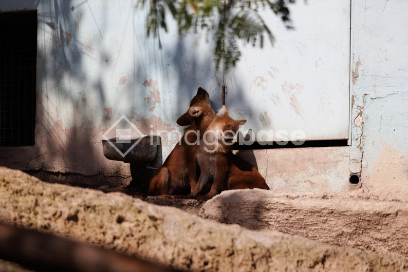 Resting Animals in a Sunlit Enclosure