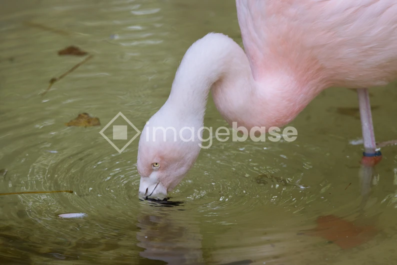 Flamingo in Water