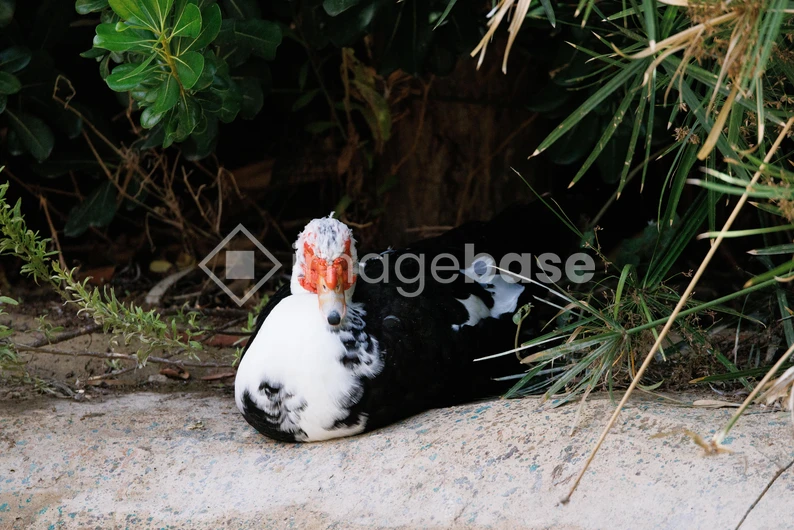 Resting Duck Amidst Foliage