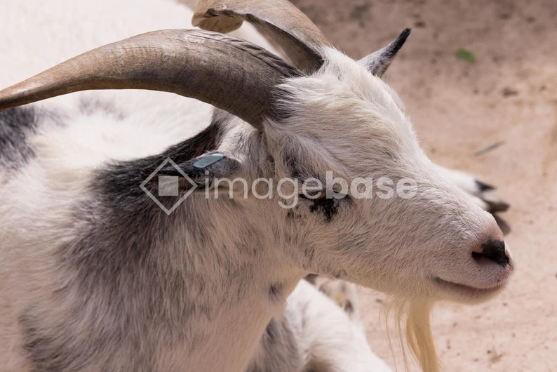 Resting Goat
