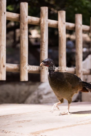 Bird by a Wooden Fence