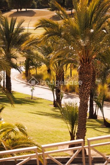 Sunlit Pathway in a Palm Grove