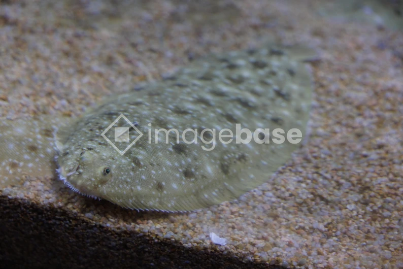 Flatfish on Sand Bed