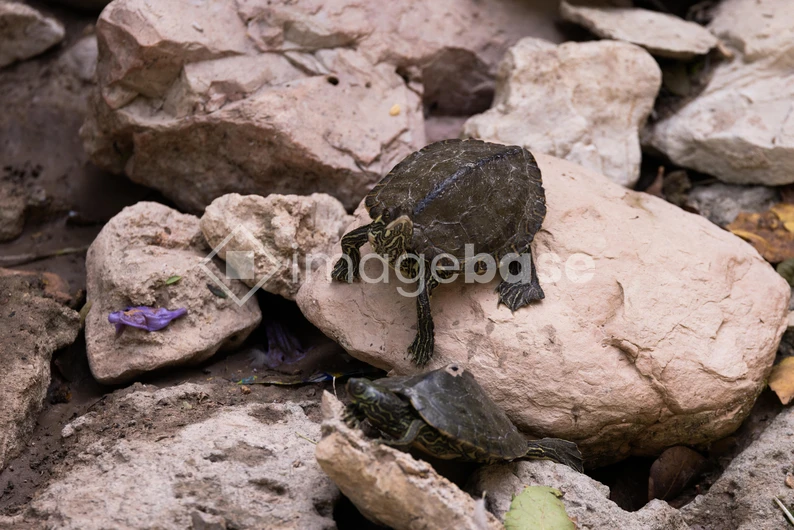 Turtles on Rocks