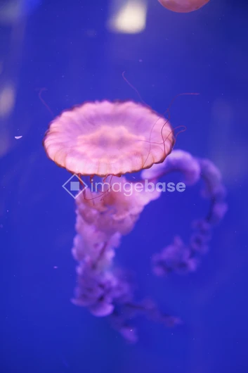 Graceful Jellyfish in Blue Waters