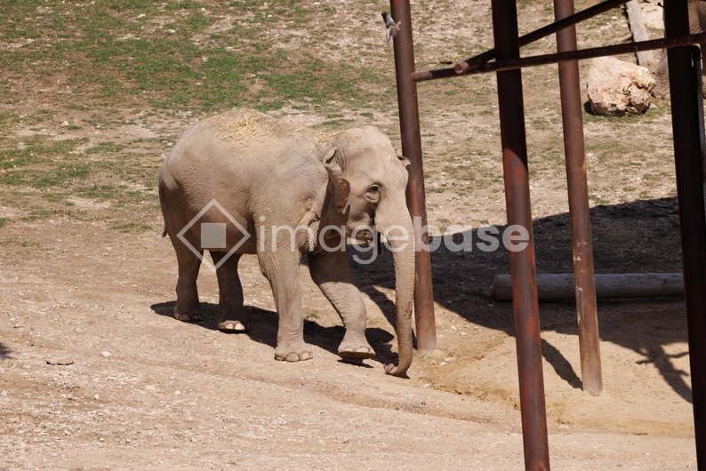 Elephant in an Enclosure