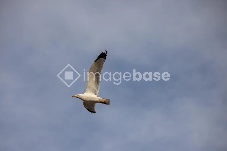 Seagull in Flight