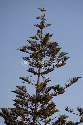 Solitary Tree against the Sky