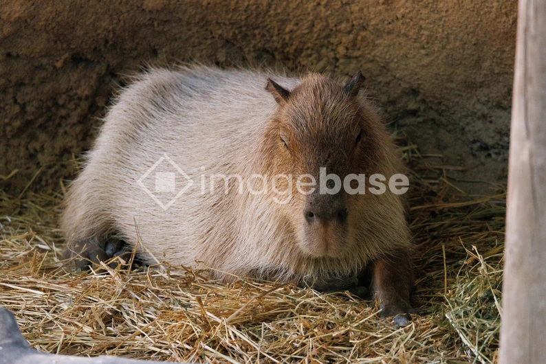 Resting Capybara