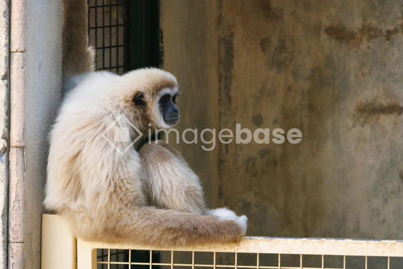 Gibbon in Contemplation
