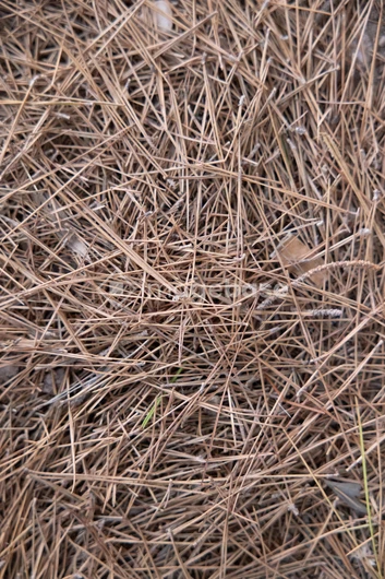 Pine Needle Texture