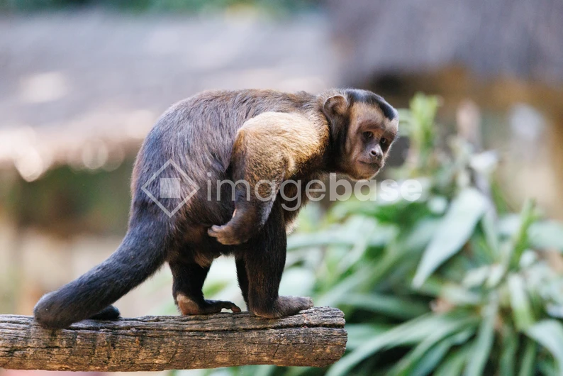 Capuchin Monkey on Branch