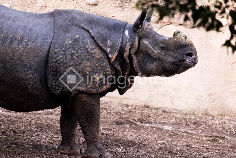 Rhinoceros in Profile