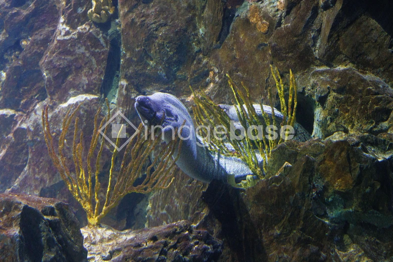 Eel in an Underwater Habitat