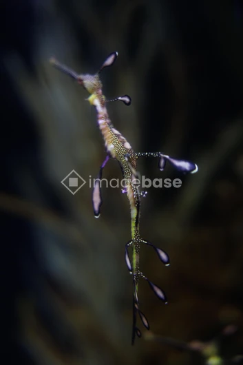 Underwater Creature Close-up