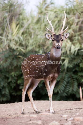 Graceful Deer in the Wild