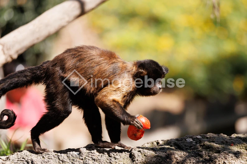 Monkey with Tomato