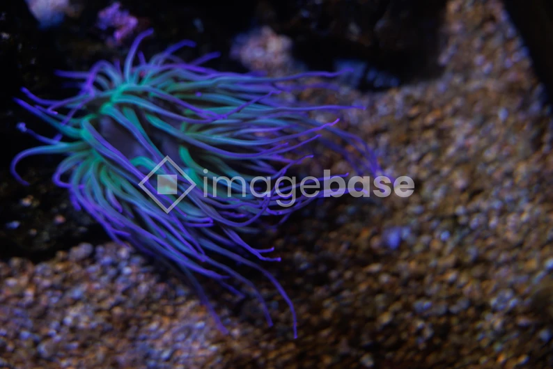 Vibrant Sea Anemone