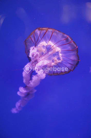 Graceful Jellyfish