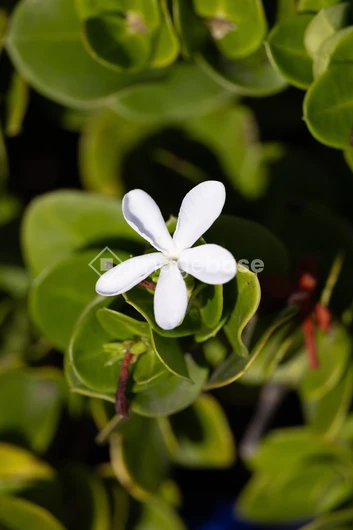 White Flower Amidst Greenery
