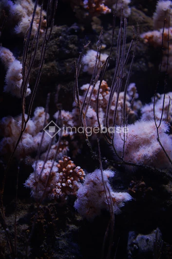 Underwater Coral Scene
