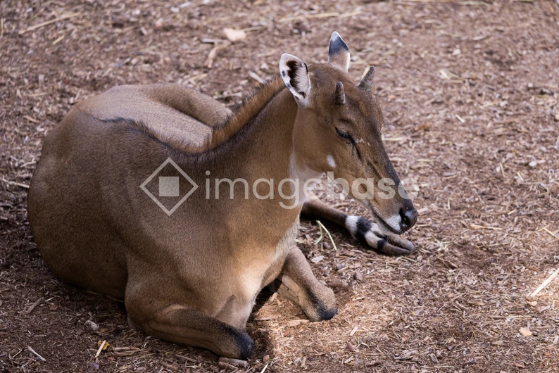 Resting Antelope on Earthy Ground