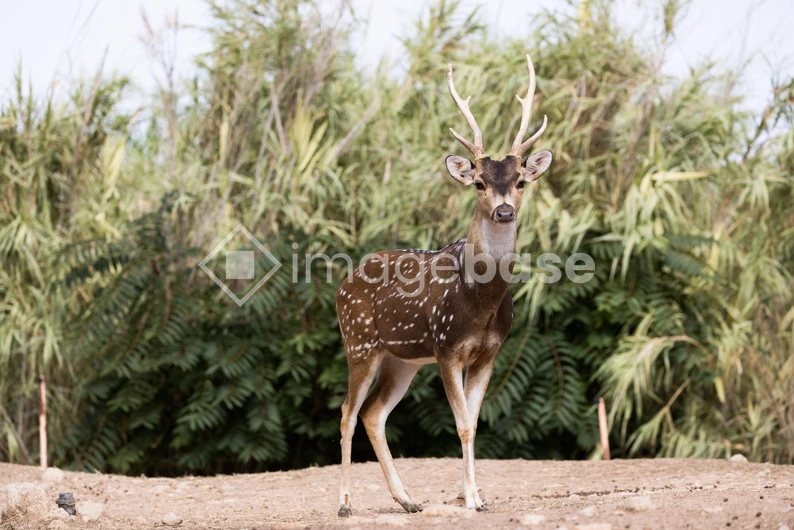 Majestic Deer in Natural Habitat