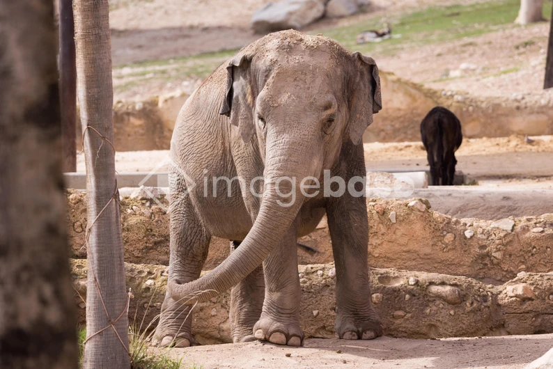 Elephant in a Natural Habitat