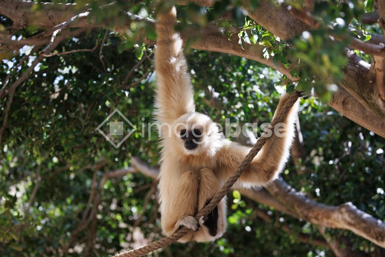 Gibbon in a Tree